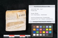 Foto (Objekt + Etikett) von Plantae indet.  (NHMW-GEO-2024-0188-11482)
